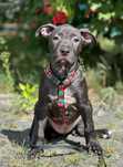 For sale, real Pitbull terrier puppies