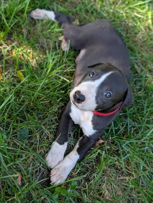 Whippet piesek ZKwP