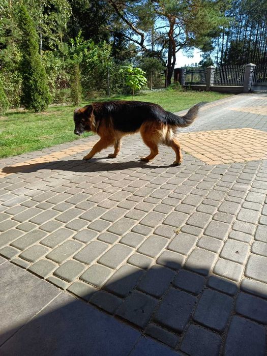 Oddam psa owczarka niemieckiego