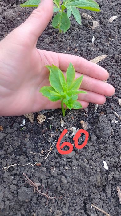 Морозник багаторічник