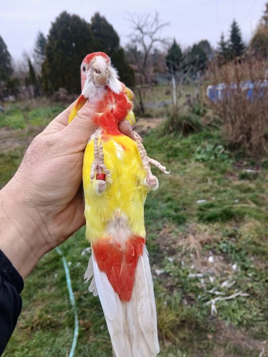 Sprzedam papugi faliste