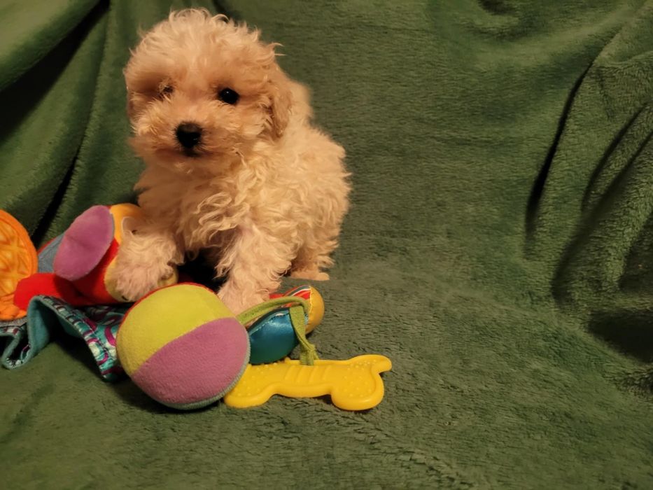 Maltipoo suczka Warszawa maltańczyk pudel