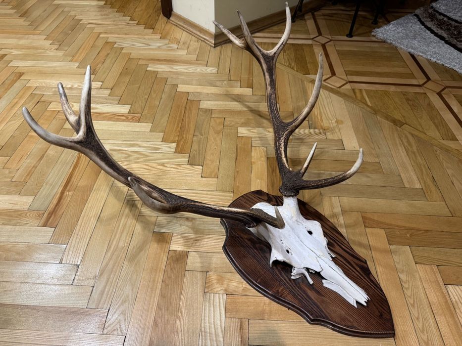 Роги благородного оленя, оленьи рога