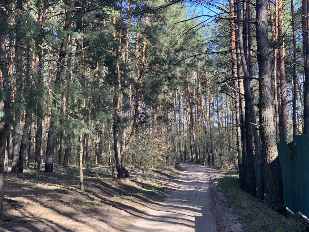 Шикарное предложение в лесу Хлепча