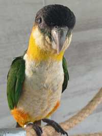 Очаровательный друг попугай Каика