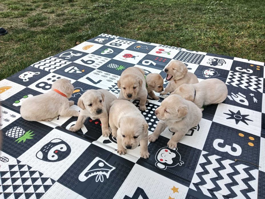 Szczeniak Labrador Retriever z Rodowodem