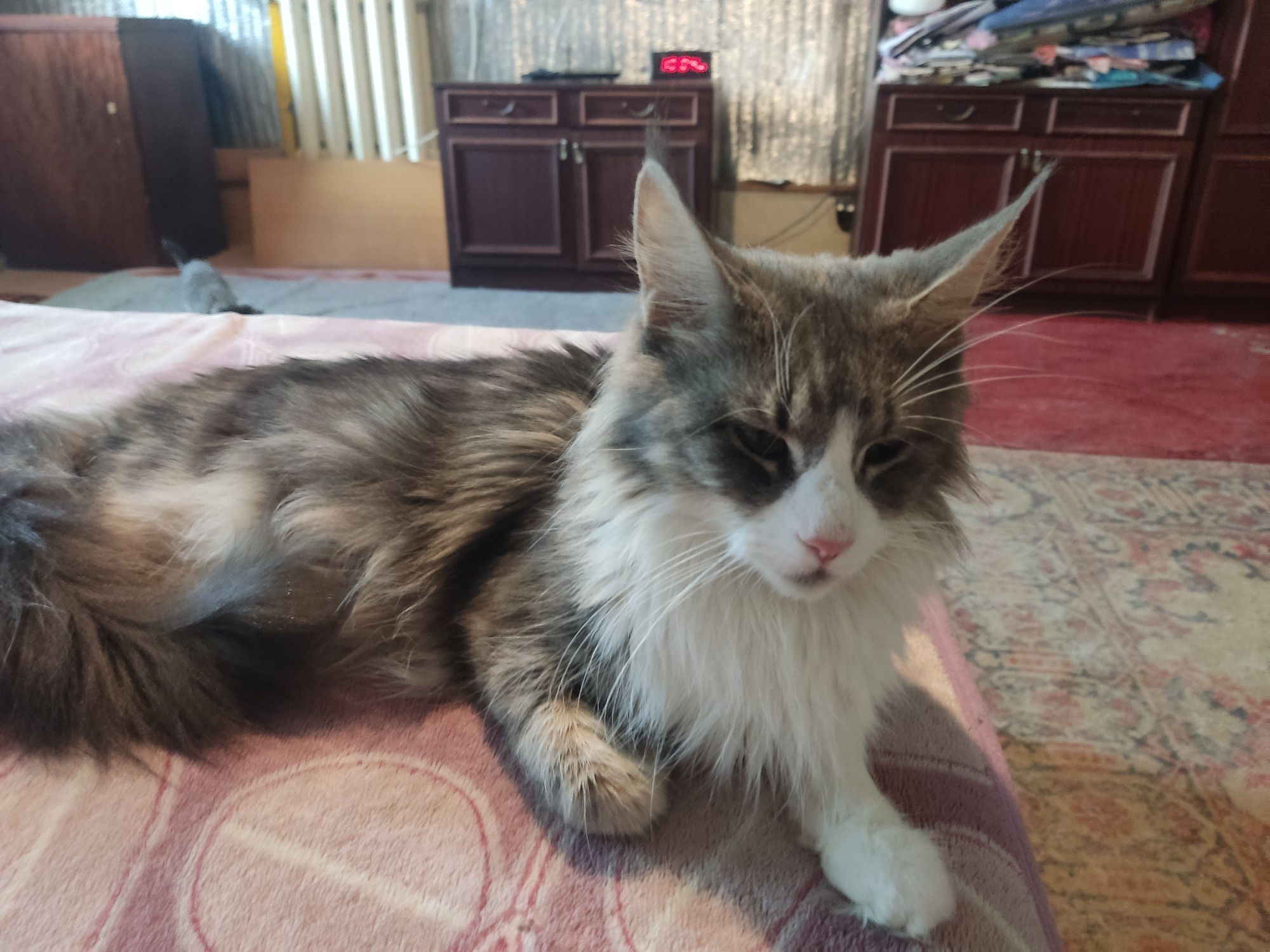 Котята МейКуны чистокровные