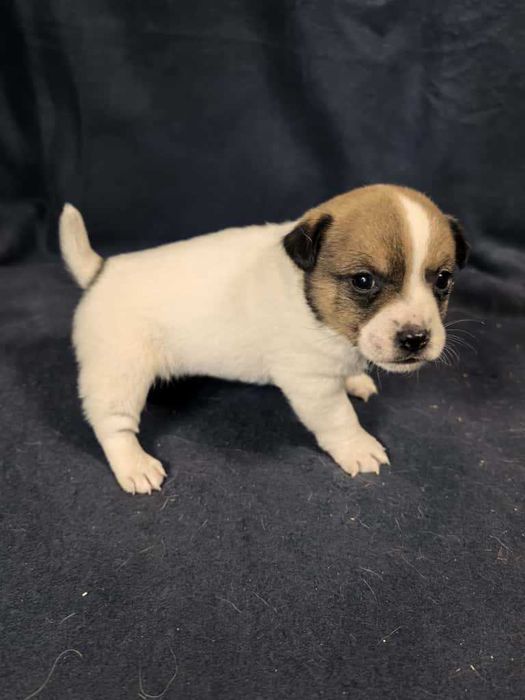 Jack Russell Terrier