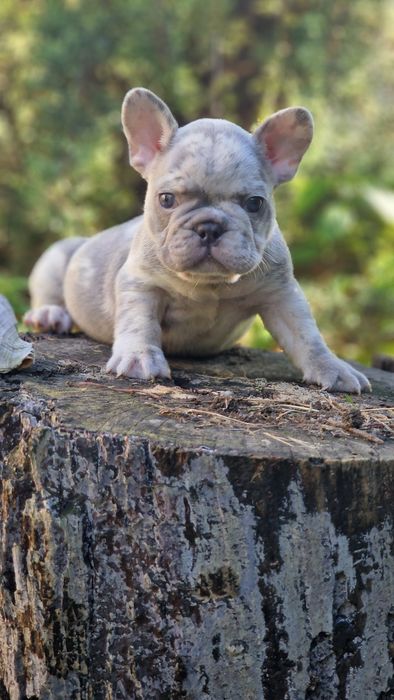 В редком окрасе мальчик