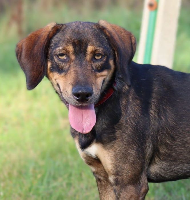 Cudowny, proludzki i wesoły Maniek szuka domu!