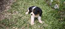 Cavalier King Charles Fêmea criado em ambiente familiar disponível par