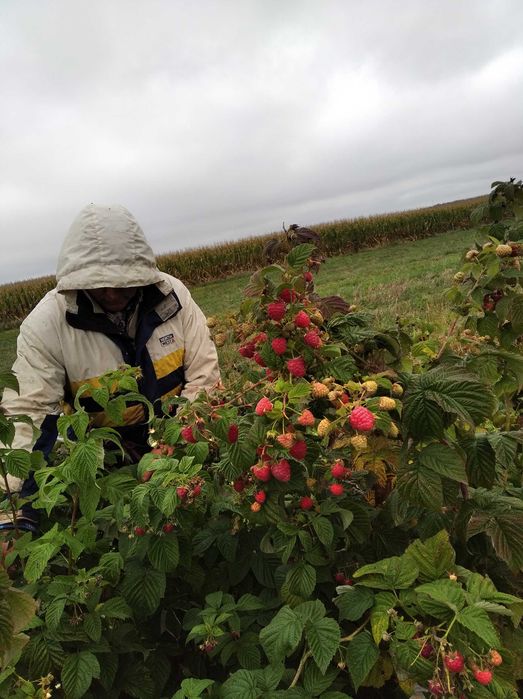 Sadzonki maliny  -GIGANT ,ogromne , smaczne owoce -Wysyłka