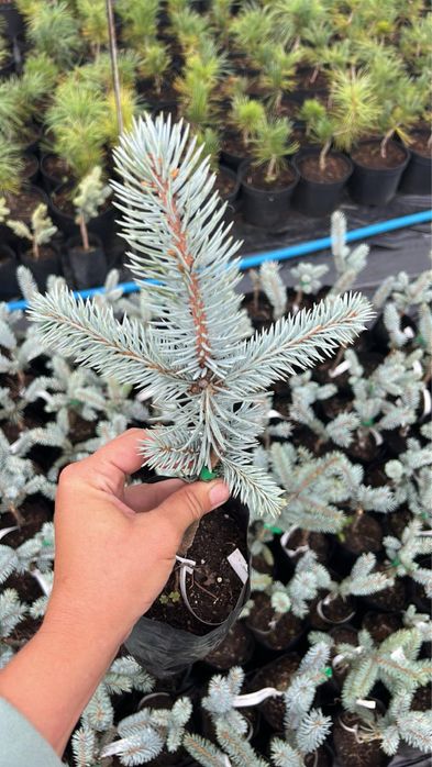 Хупсі (2,3річні)