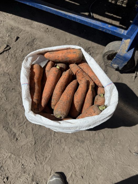 Продам Моркву , Капусту , Гарбуз