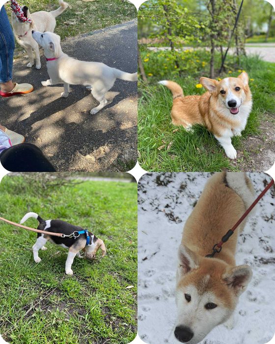 Spacer z Psem, Petsitting (Psy\Koty) Opieka Całodobowa Krzyki