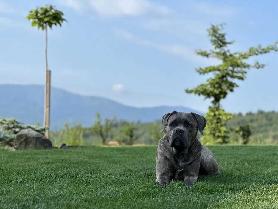 Cane Corso czarny samiec ZKwP/FCI