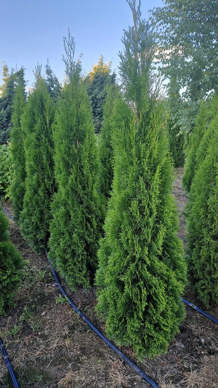 Thuja Smaragd Tuja Szmaragd 180-200 cm KOŃCÓWKI MATERIAŁU-PRODUCENT