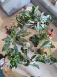 Kwiaty od 10 zł, syngonium, anturium, agloenema, filodendrony, inne