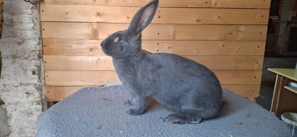 Samica OSN pełnobarwna