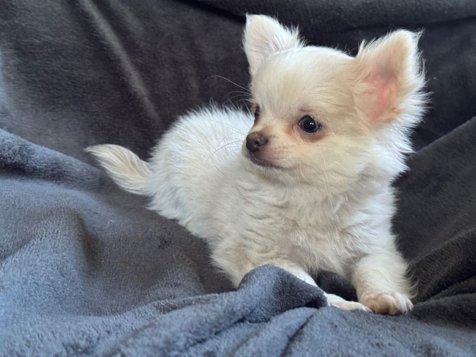 Śliczny długowłosy piesek chihuahua FCI ZkwP
