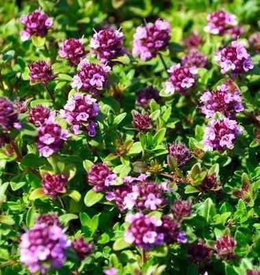 OKAZJA! Naturalna maść 210 ml MACIERZANKA, zioła, oleje, na infekcje