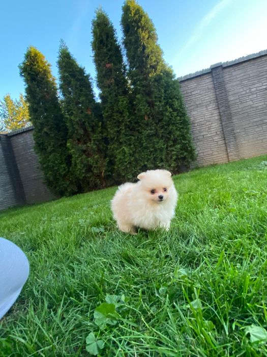 Pomeranian Szpic Miniaturowy Suczka Dziewczynka