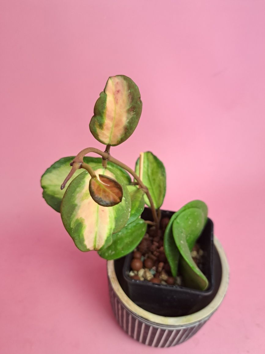 Hoya obovata Variegata Picta