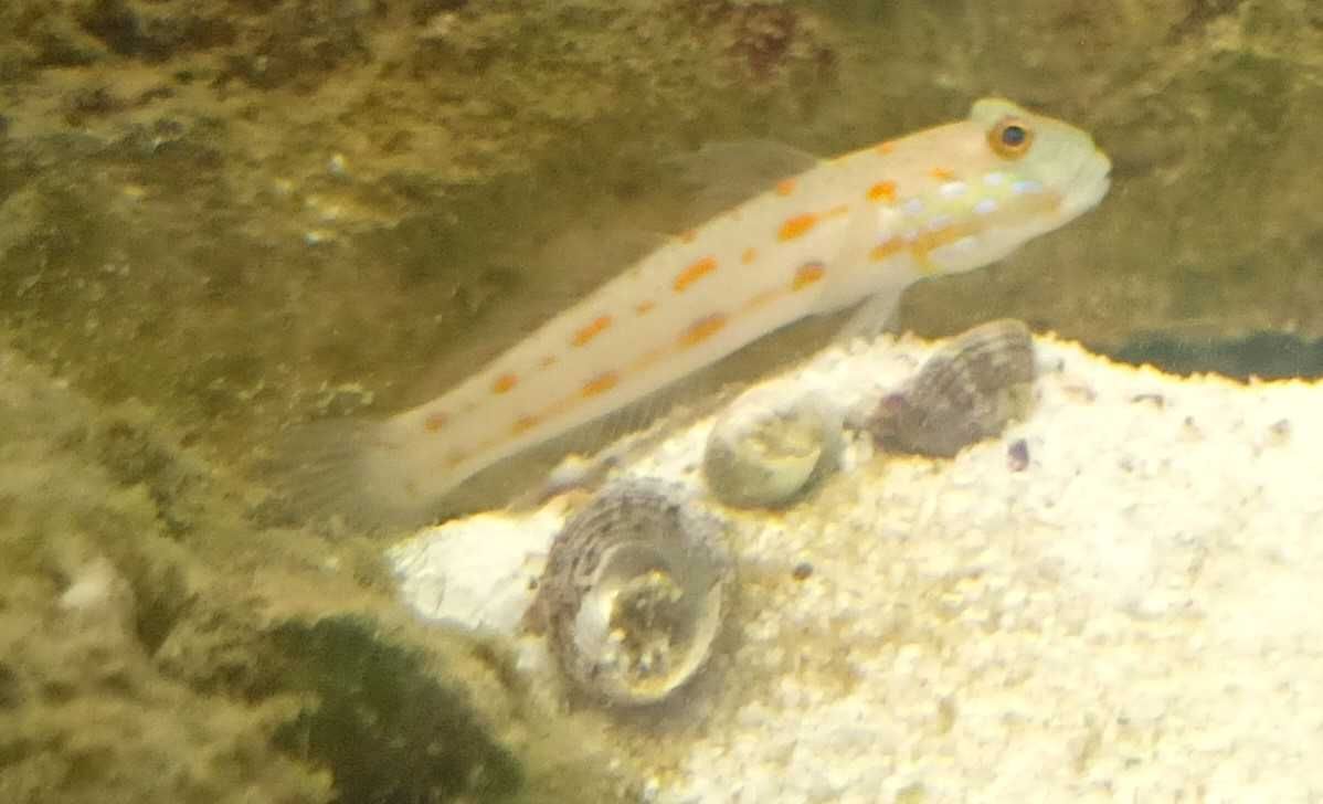Valenciennea puellaris. morskie