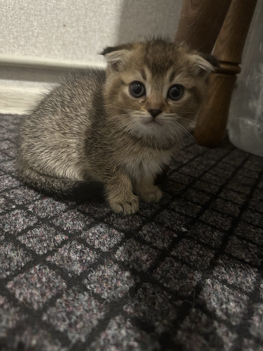 Віддам даром кошеняток