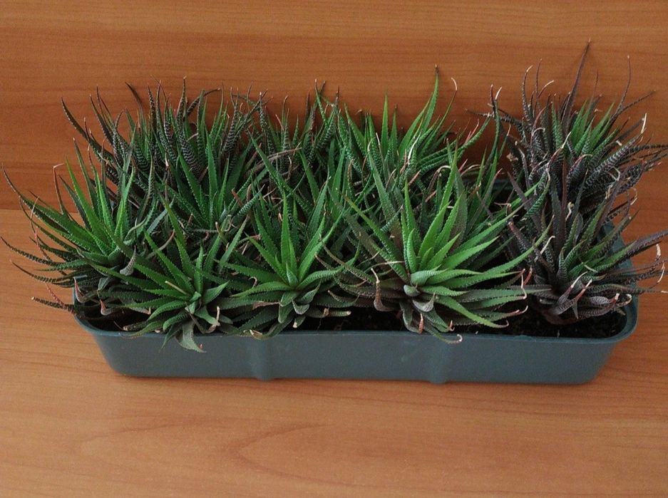 Хавортія сукулент хавортия по 40 грн