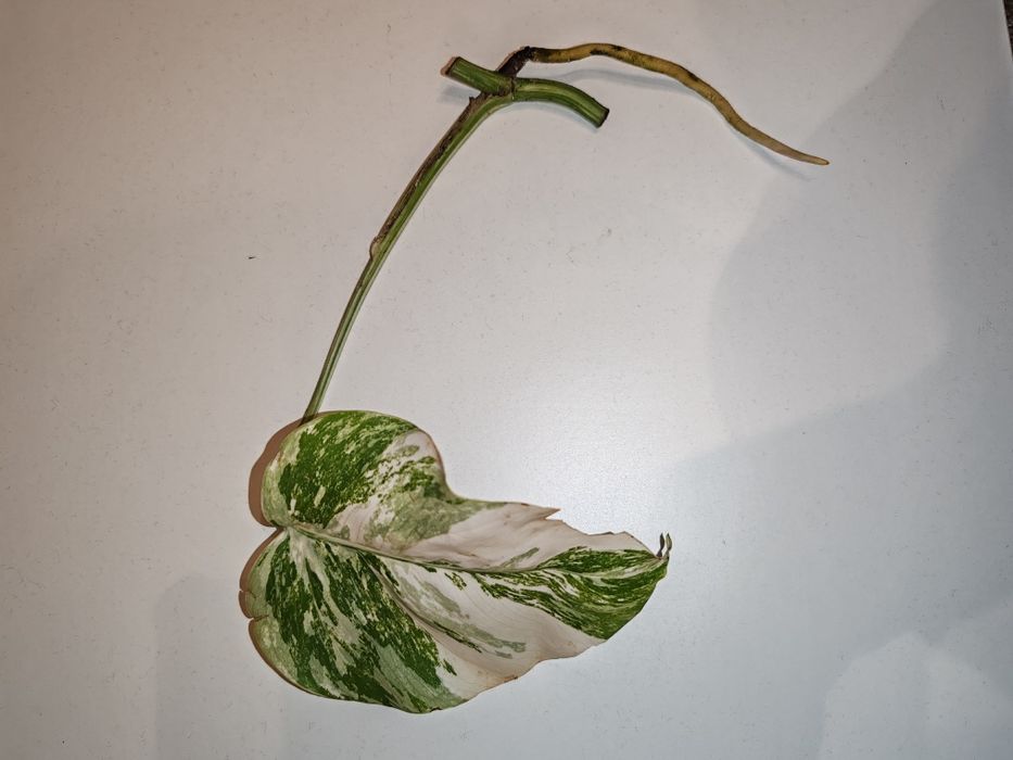 Monstera Deliciosa Variegata sadzonka