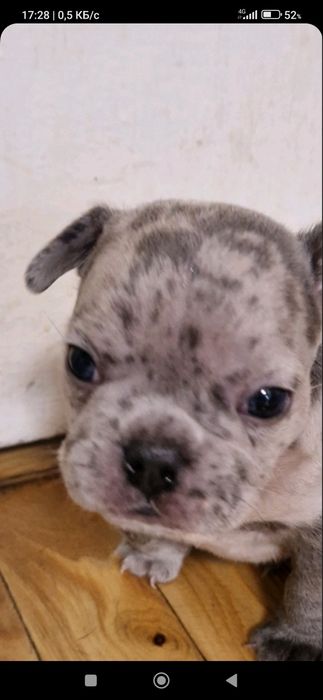 Продам щенка французского бульдошки