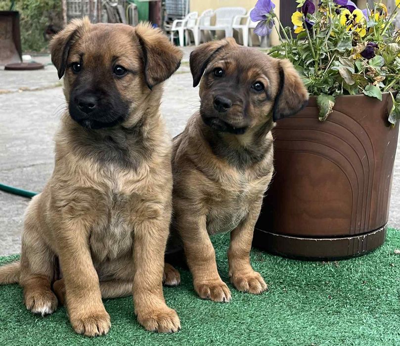 Oddam szczeniaki suczki