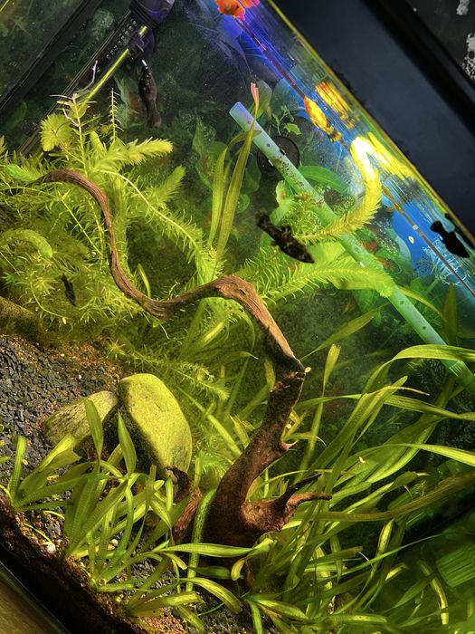 Akwarium 72l cały zestaw