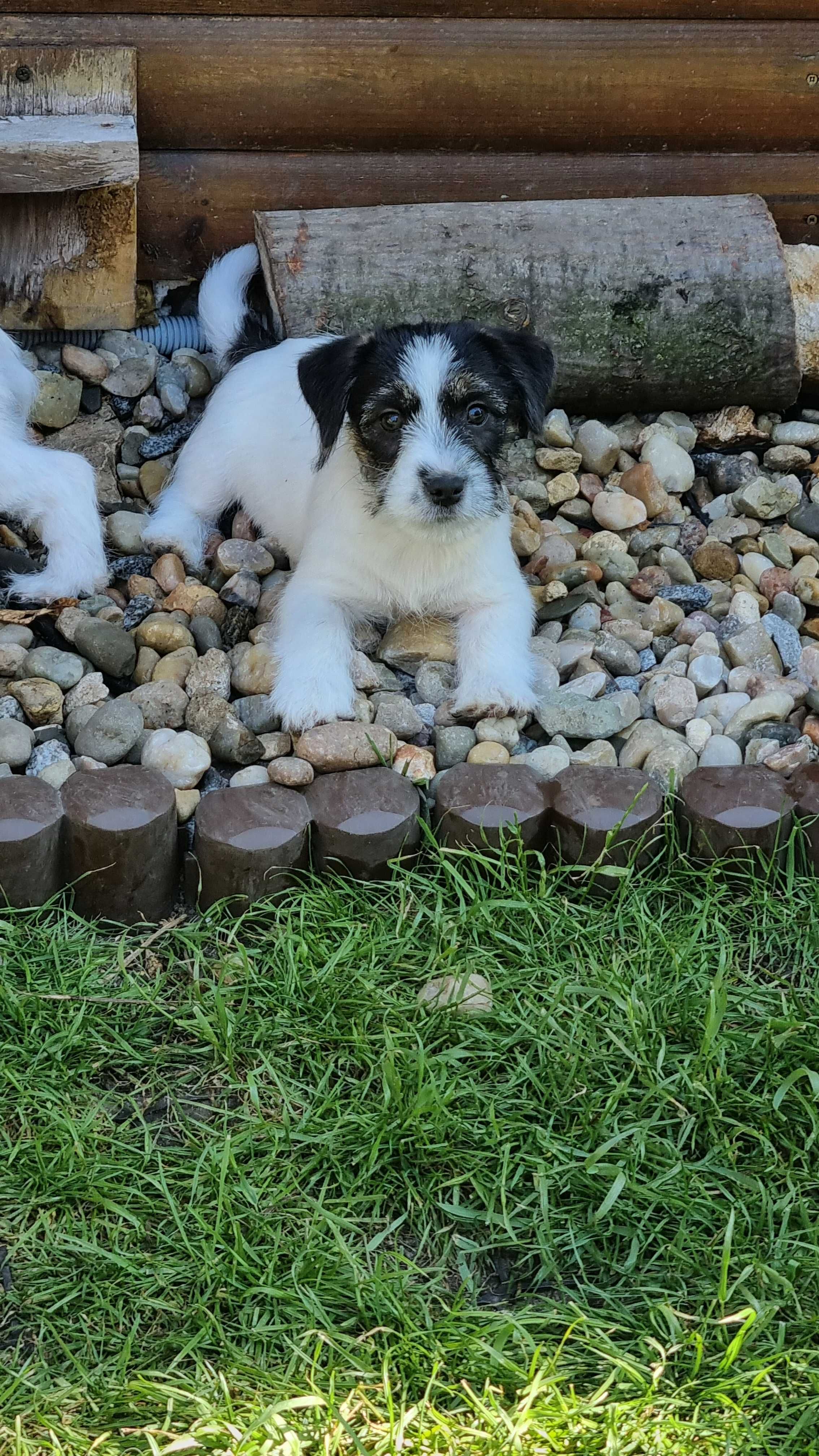 Jacek Russell Terrier FCI  ZKwP