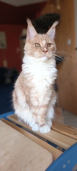 Kremowy kocurek Maine Coon gotowy