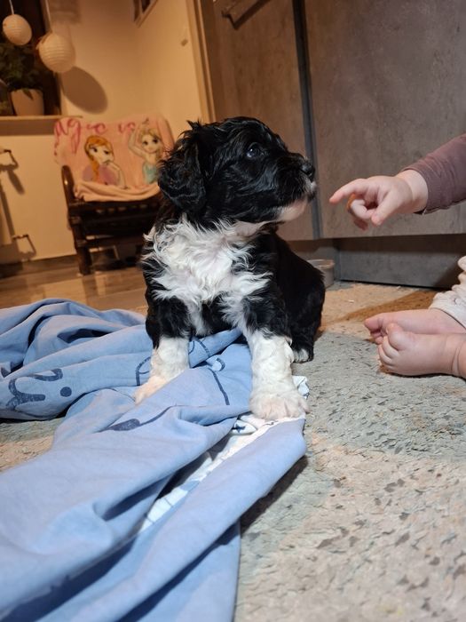 Piesek PWD portugalski pies dowodny  Lagotto Furbetti Coccoloni