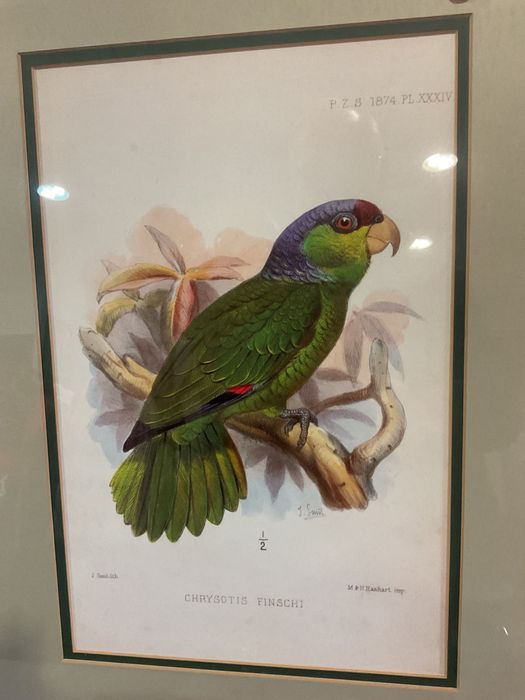 Quadros aves tropicais em Ramos.