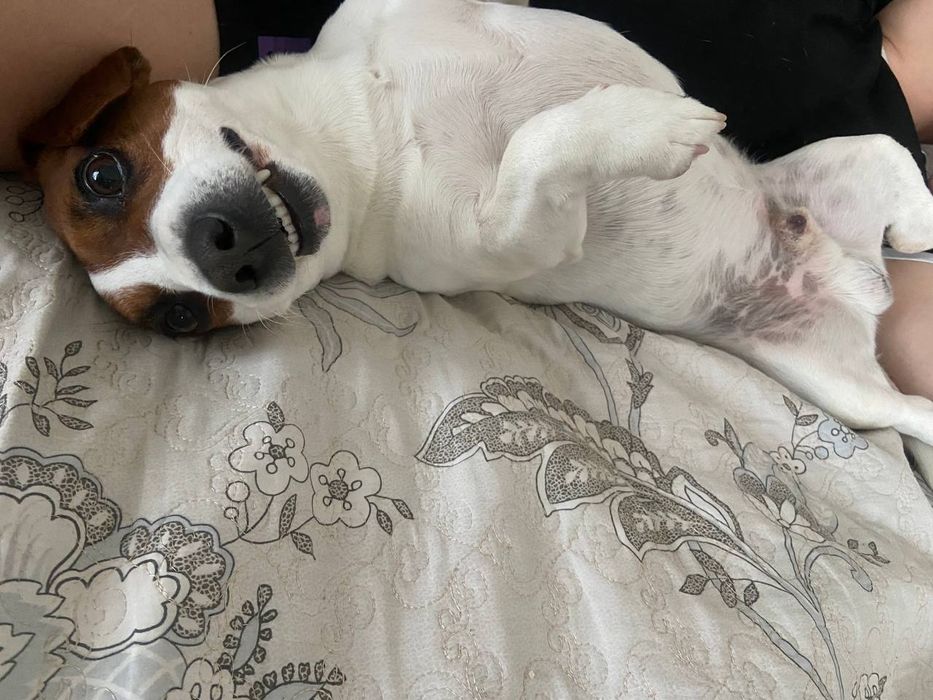 Вязка Чистокровний Джек Рассел Терьер