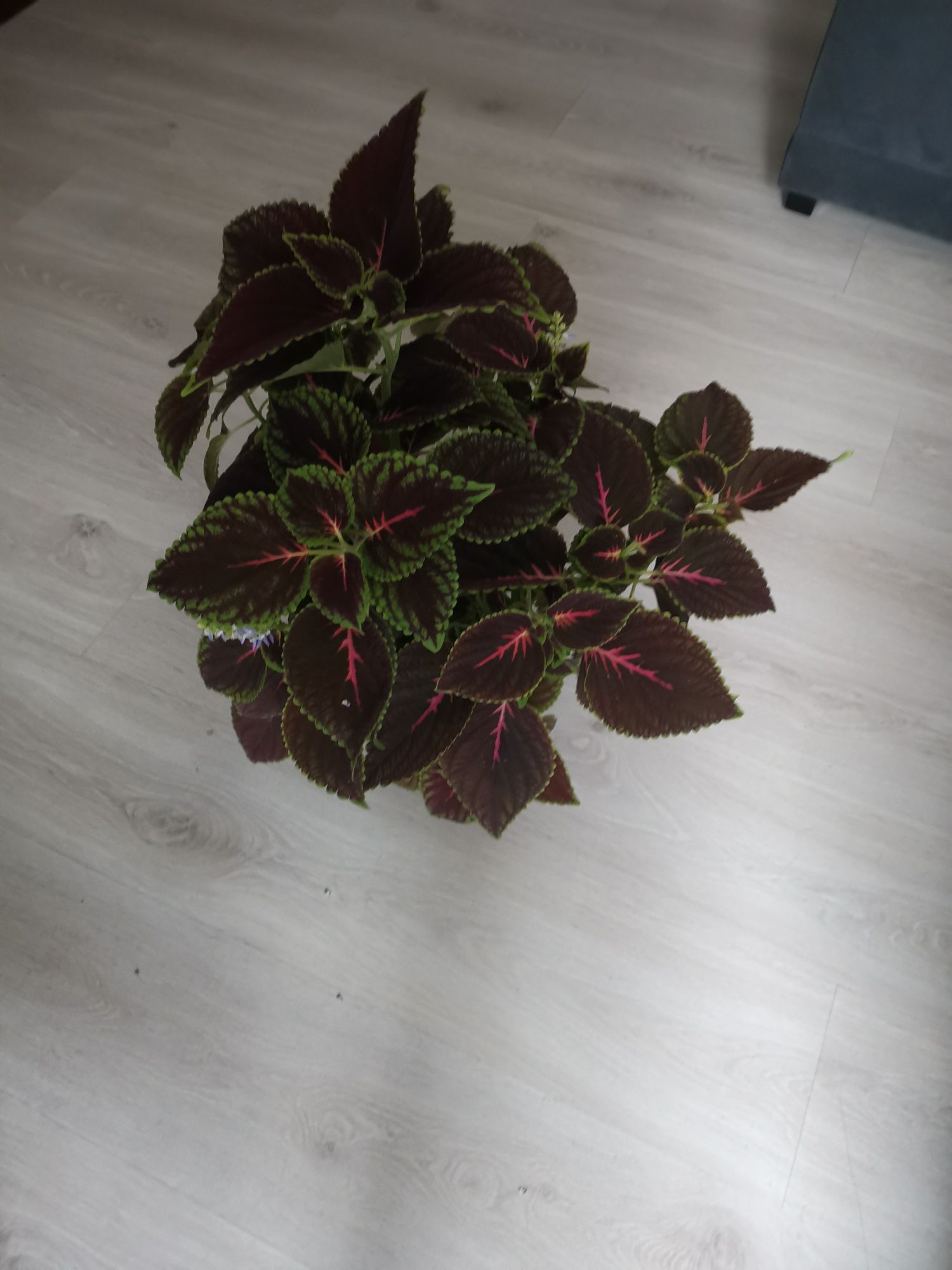 Planta grande, viçosa