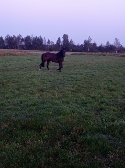 Продам коня терміново