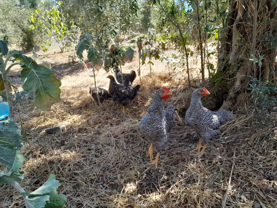 Galos Pedrês Portuguesa