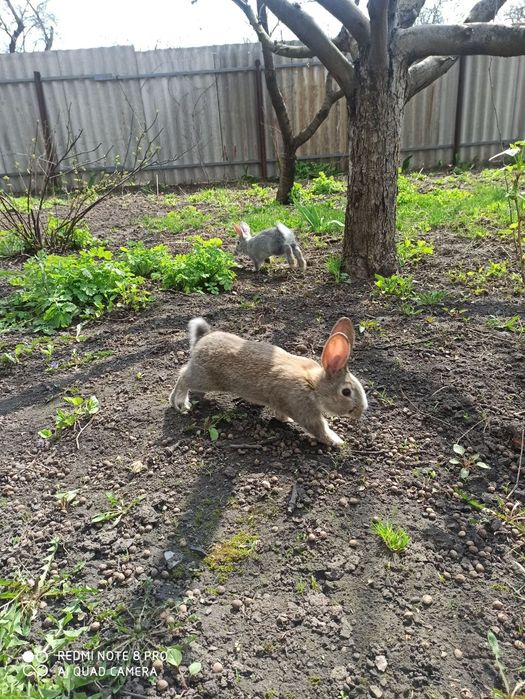 Продам кроликов.