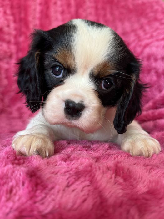 Sunia tricolor - Cavalier King Charles Spaniel