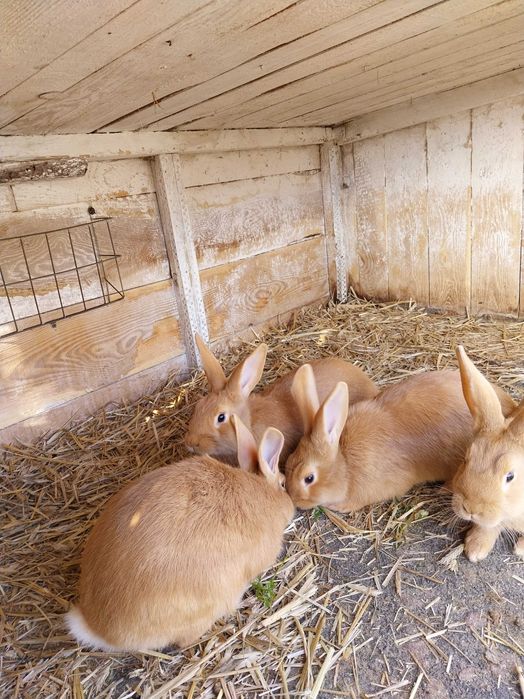 Króliki burgundzkie