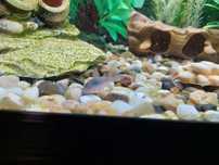 Peixe Limpa fundos
