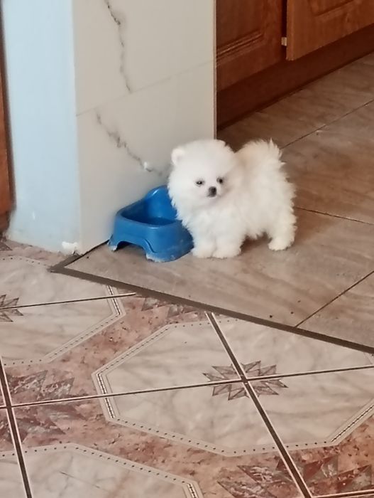 Szpic miniaturowy piesek