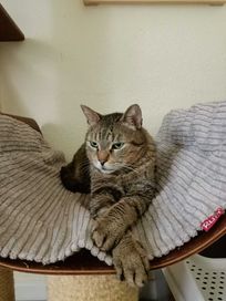 Śpiewający kotek Skrzek wyczekuje swojego domu i poleca się do adopcji