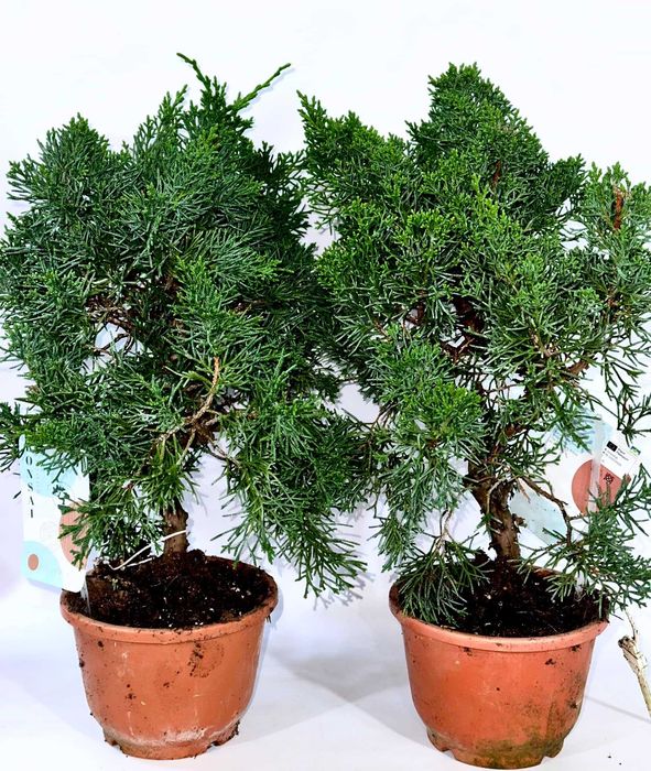 Бонсаі. Доставка по Украіні.