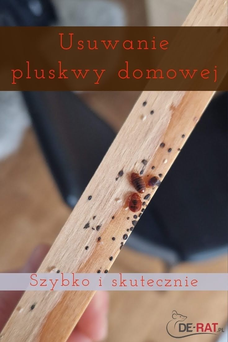 Dezynsekcja - Usuwanie pluskwy, Ostrołęka, Białystok - odkomarzanie!